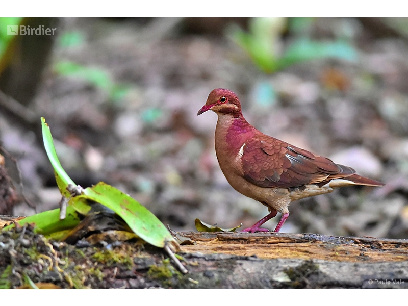 Ruddy Quail-Dove