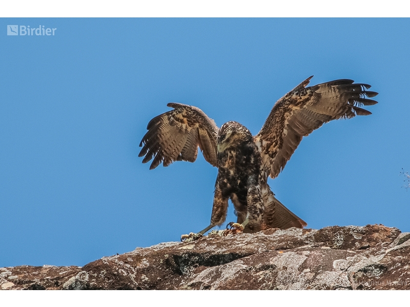 Black-chested Buzzard-Eagle