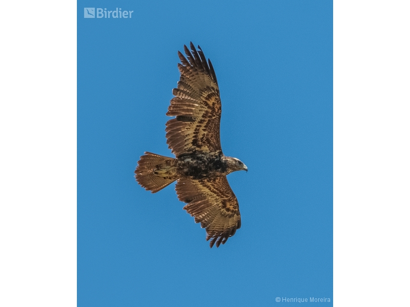 Black-chested Buzzard-Eagle