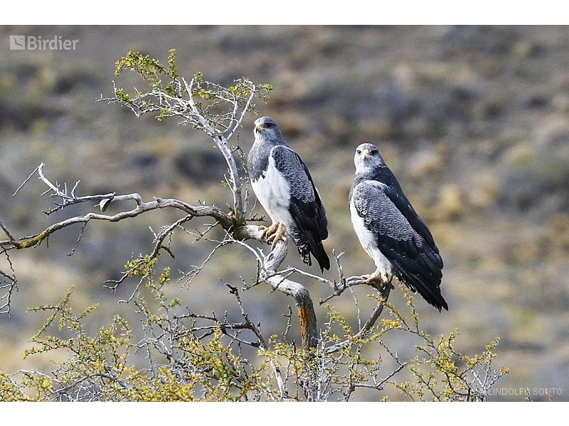 Black-chested Buzzard-Eagle