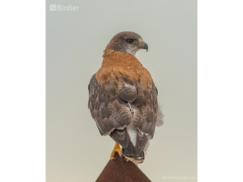 Variable Hawk