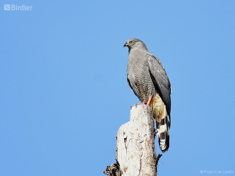 Crane Hawk