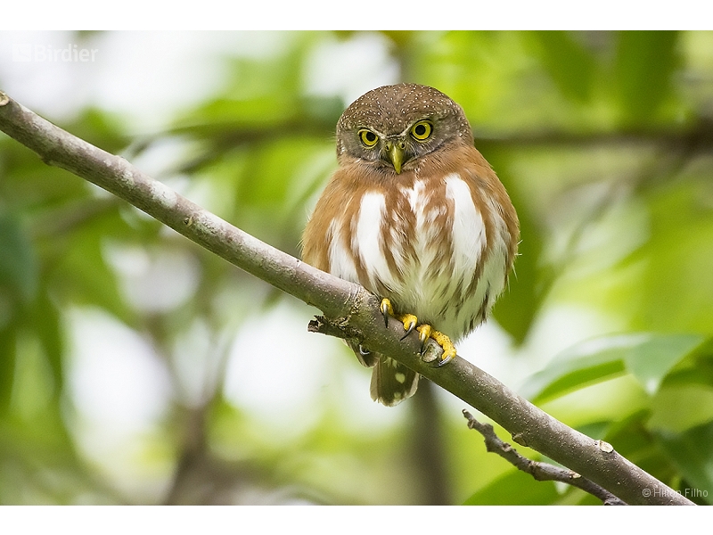 East Brazilian Pygmy Owl