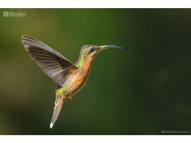 Rufous-breasted Hermit