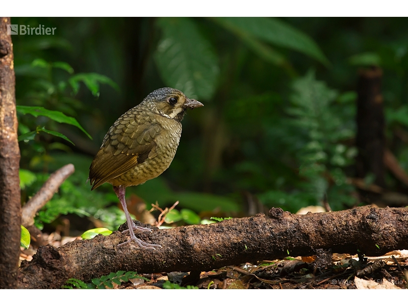 Variegated Antpitta