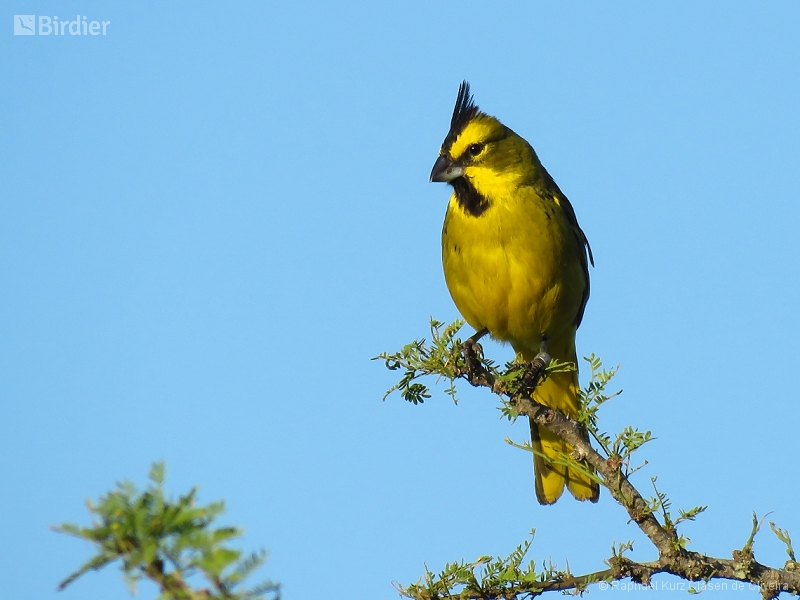 Yellow Cardinal