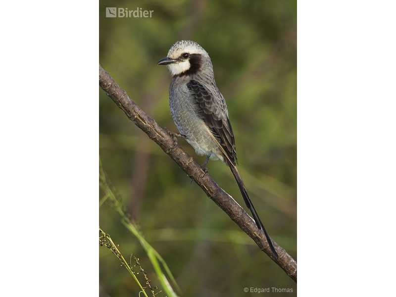 Streamer-tailed Tyrant