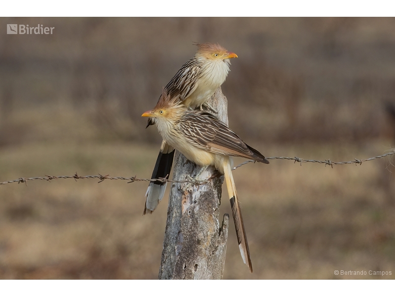 Guira Cuckoo