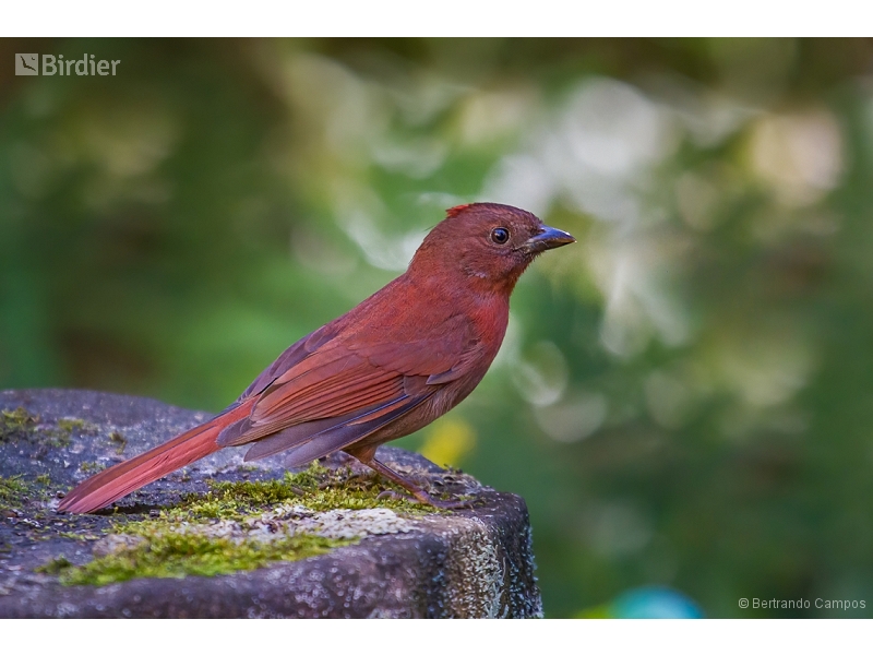 Red-crowned Ant Tanager