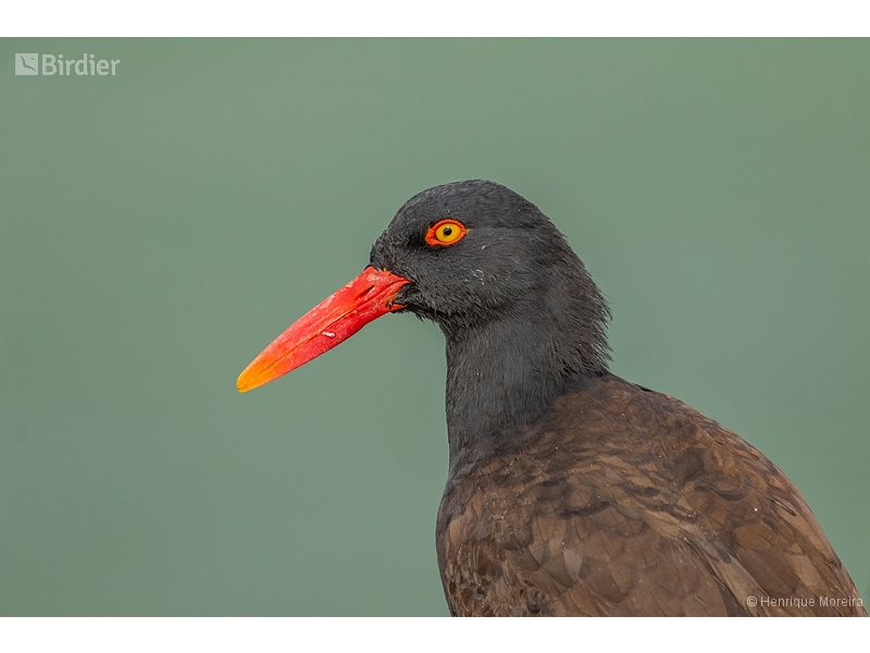 Blackish Oystercatcher