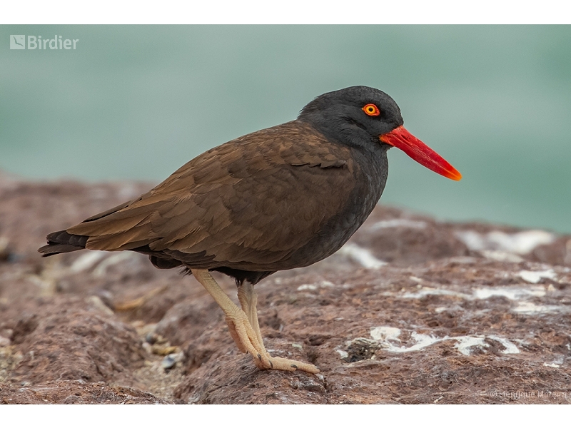 Blackish Oystercatcher