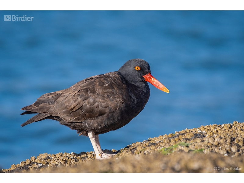Blackish Oystercatcher