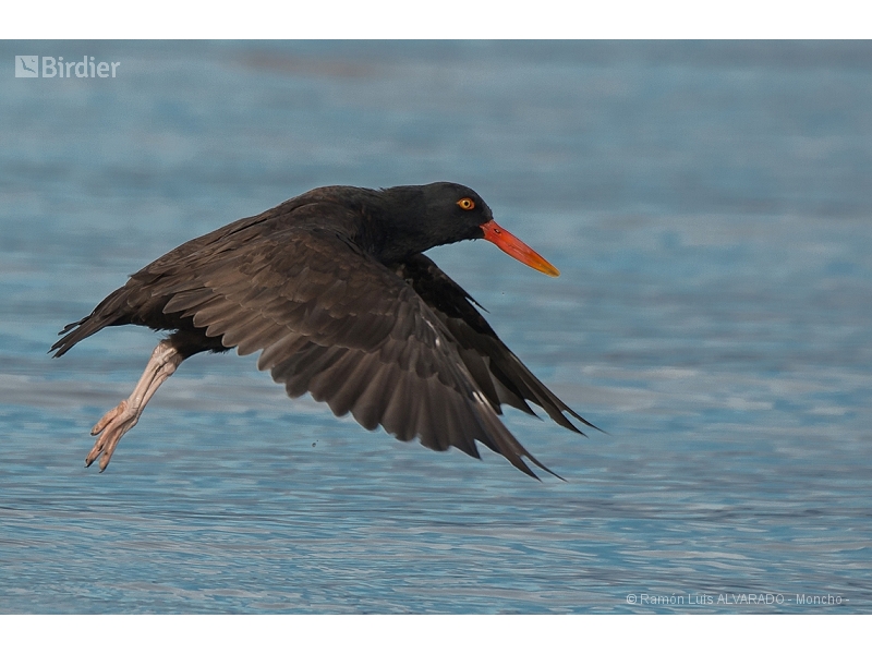 Blackish Oystercatcher