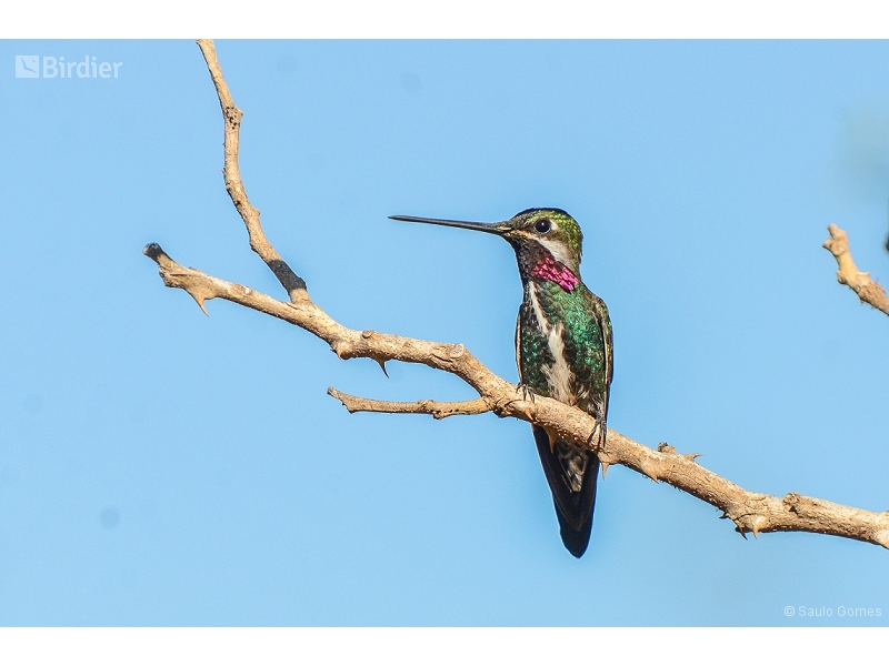 Stripe-breasted Starthroat
