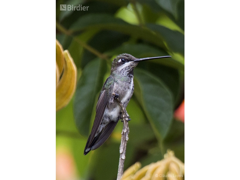 Stripe-breasted Starthroat
