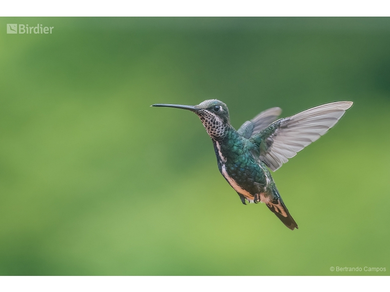 Stripe-breasted Starthroat