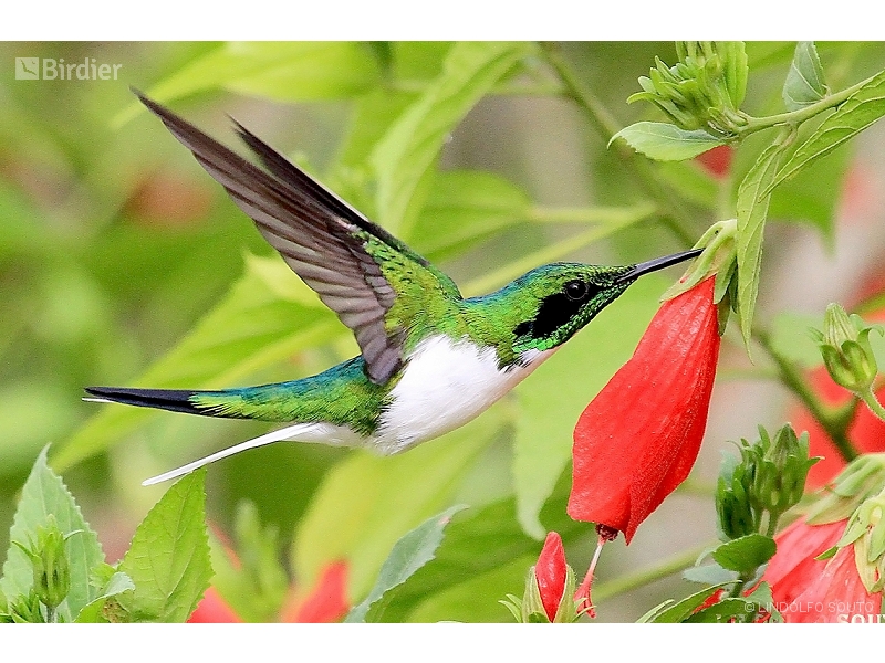 Black-eared Fairy