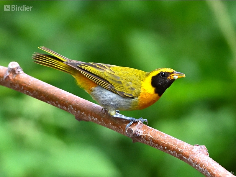 Guira Tanager
