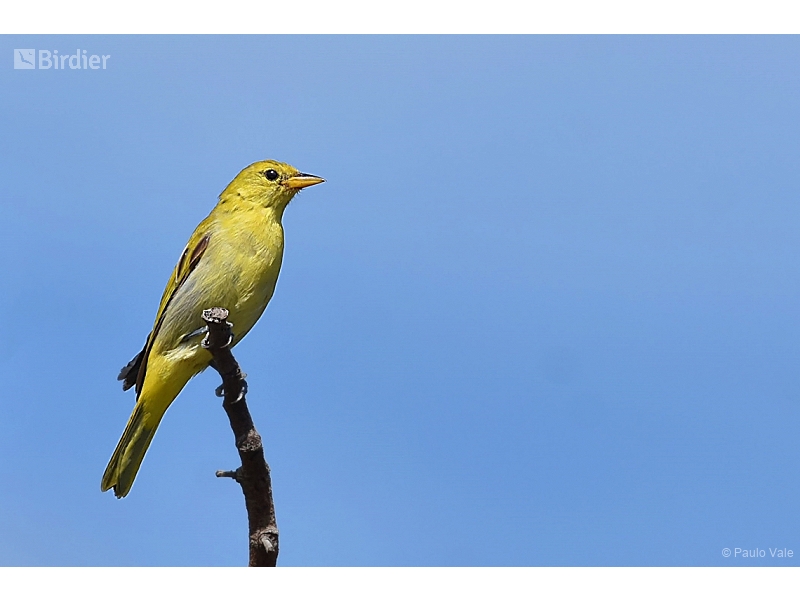 Guira Tanager