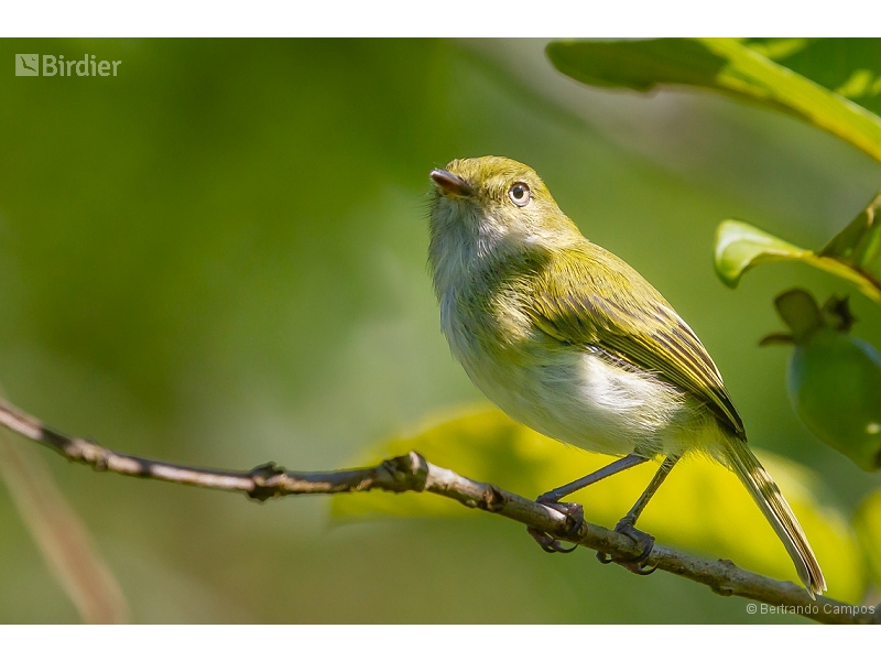 Hangnest Tody-Tyrant