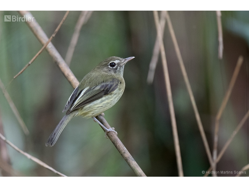 Eye-ringed Tody-Tyrant