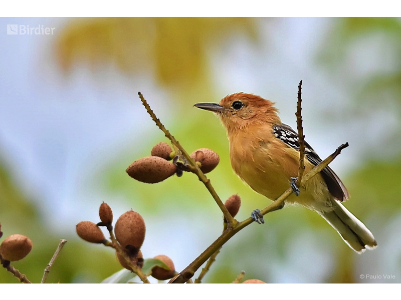 Large-billed Antwren