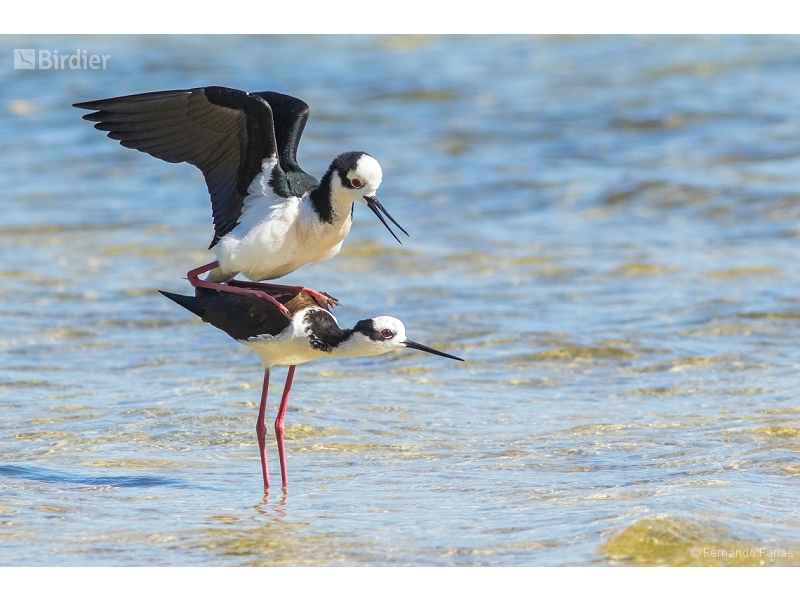 White-backed Stilt