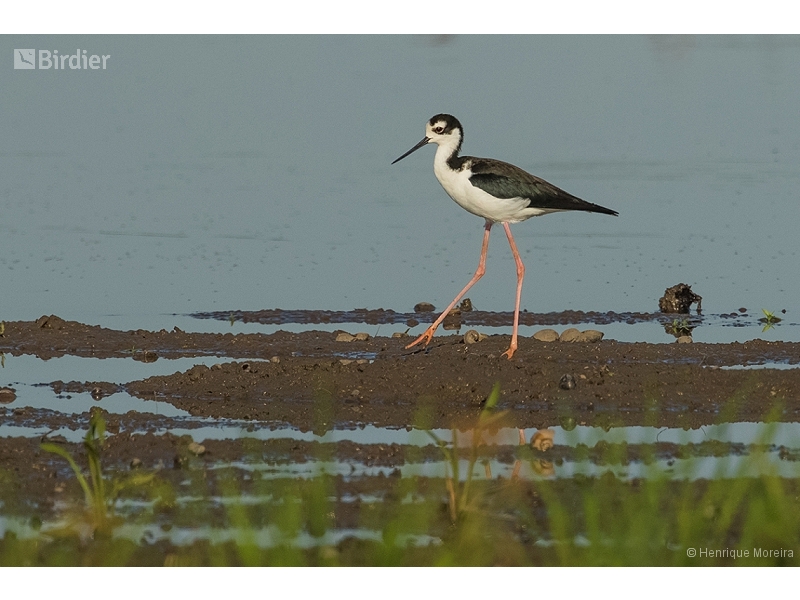 Black-necked Stilt