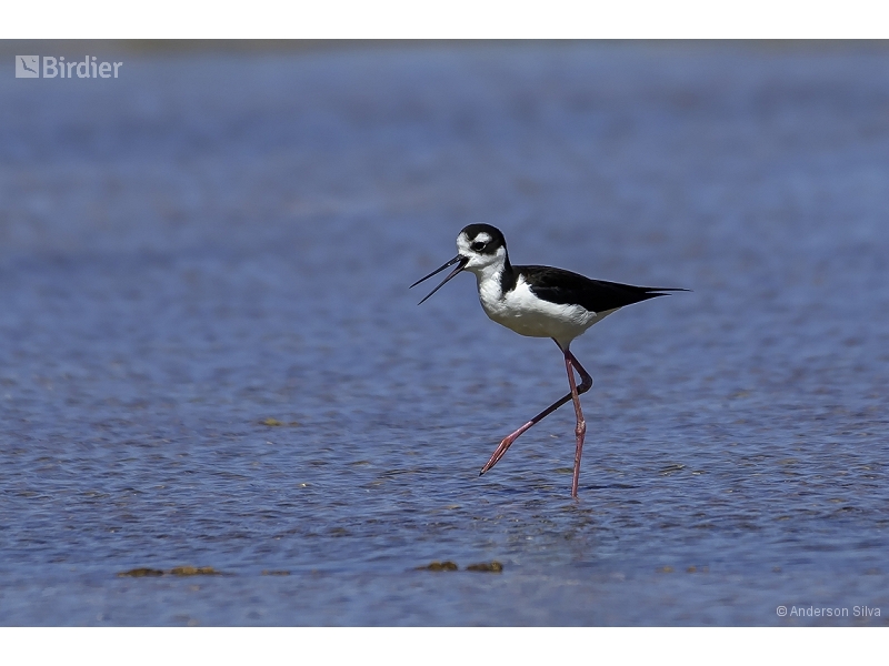 Black-necked Stilt