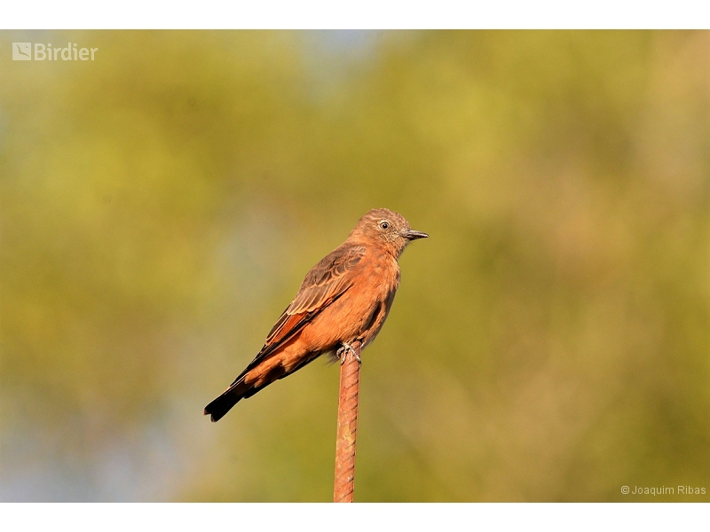 Cliff Flycatcher