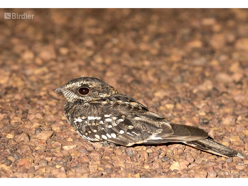 White-tailed Nightjar