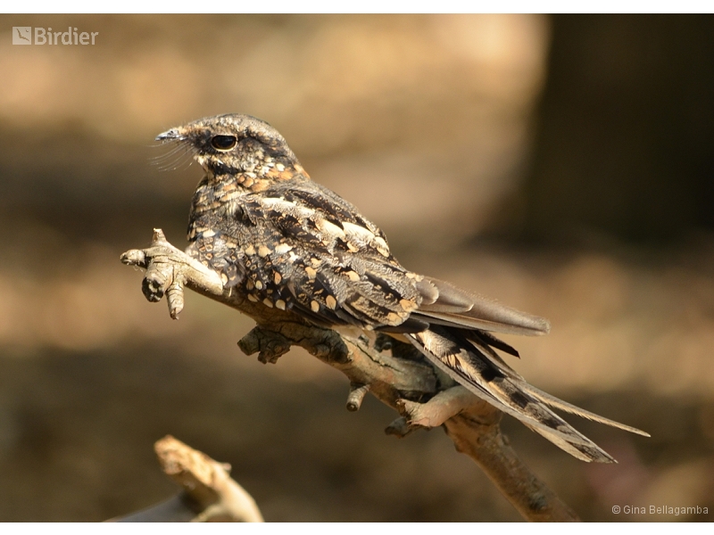 Scissor-tailed Nightjar