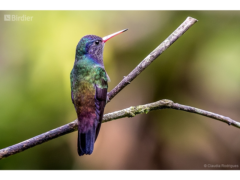 White-chinned Sapphire