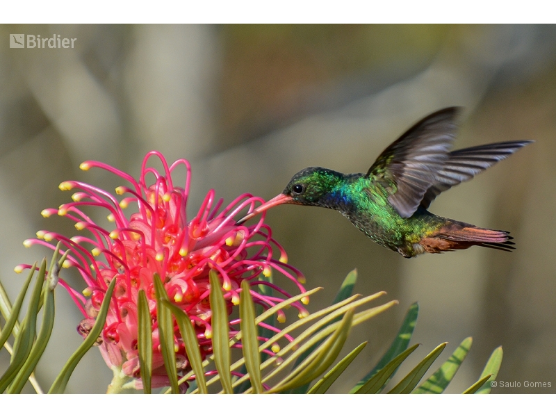 Rufous-throated Sapphire