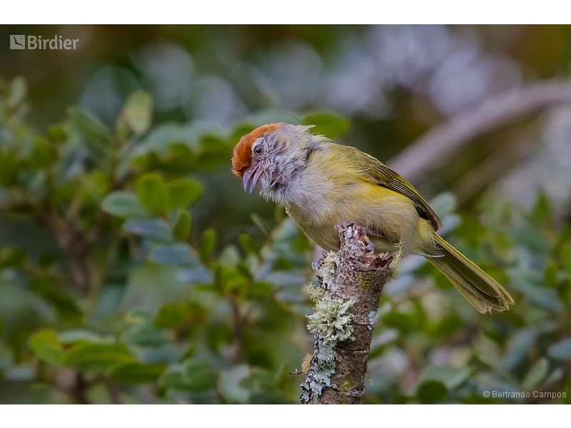 Grey-eyed Greenlet