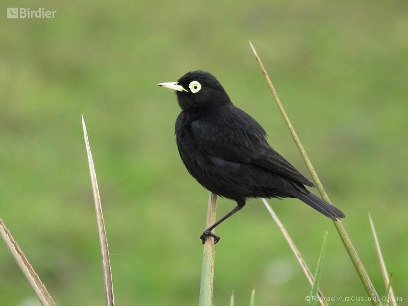 Spectacled Tyrant