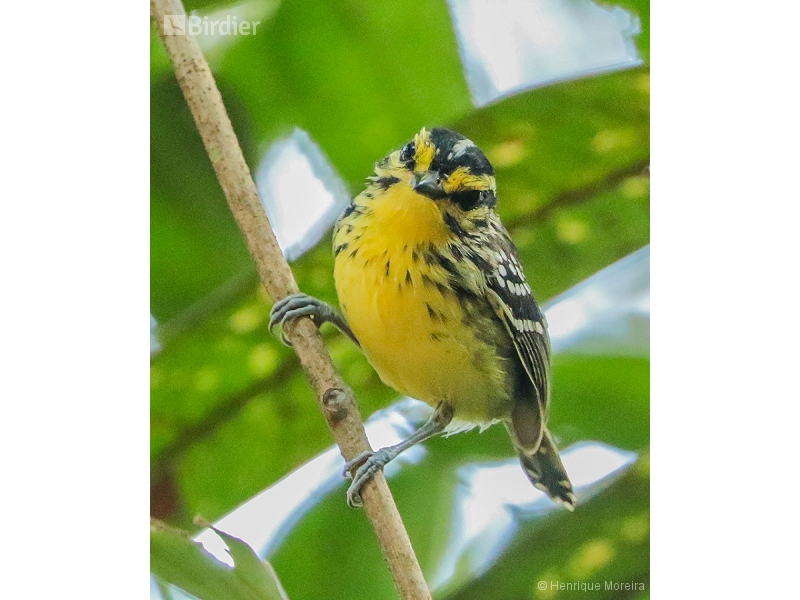 Yellow-browed Antbird
