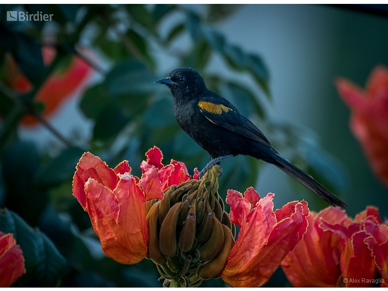 Variable Oriole