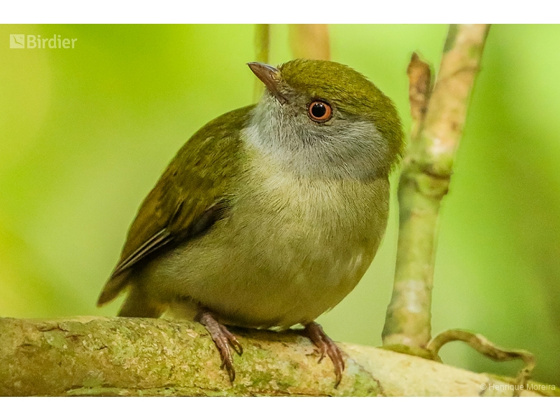 Pin-tailed Manakin