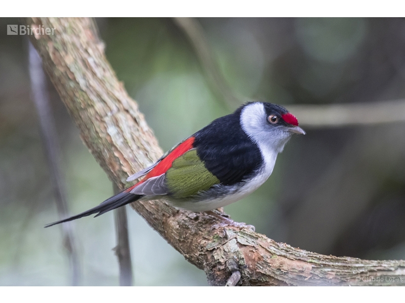 Pin-tailed Manakin