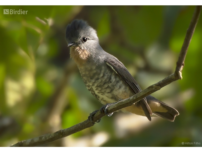 Buff-throated Purpletuft