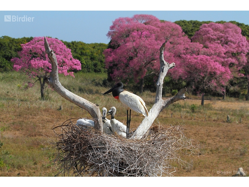 Jabiru