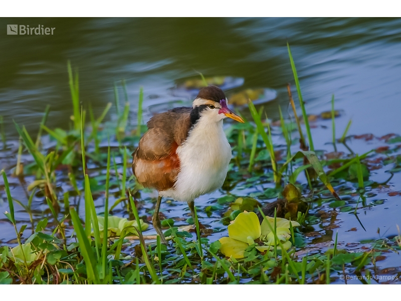 Wattled Jacana