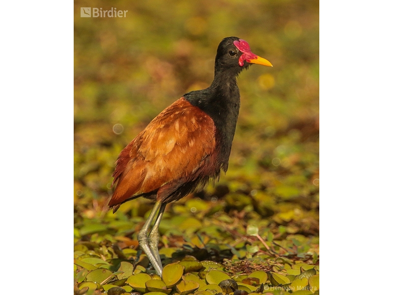 Wattled Jacana