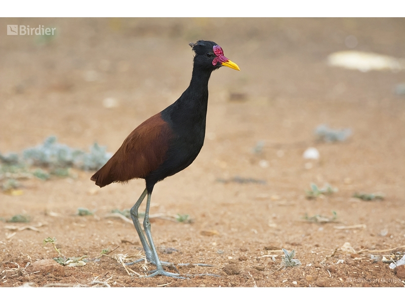 Wattled Jacana