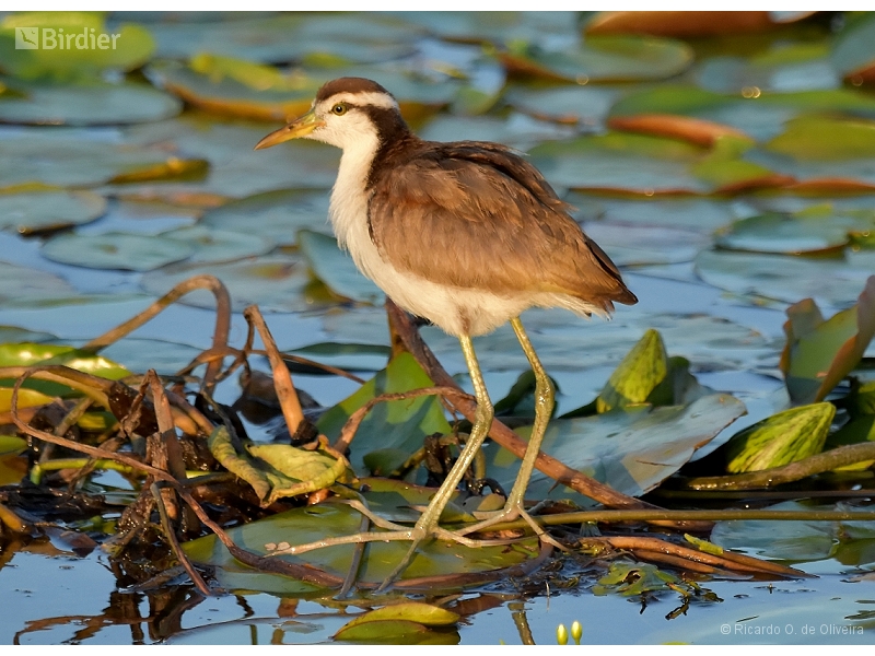 Wattled Jacana