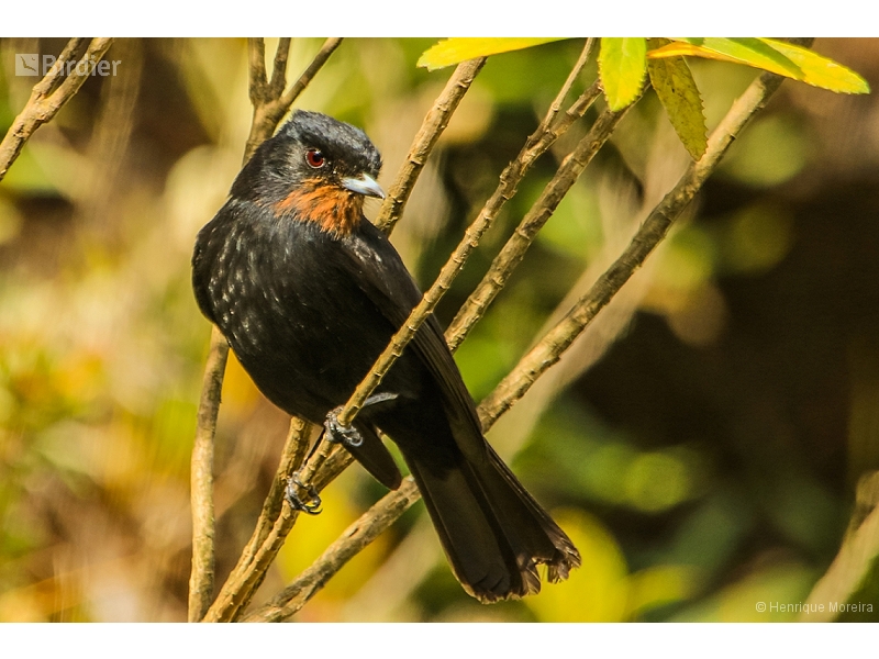 Velvety Black Tyrant