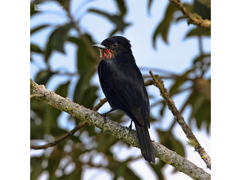 Velvety Black Tyrant