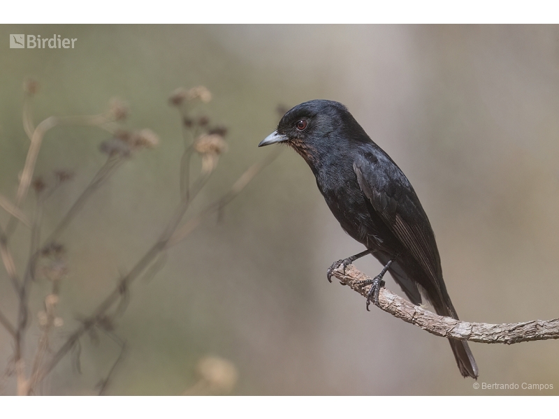 Velvety Black Tyrant