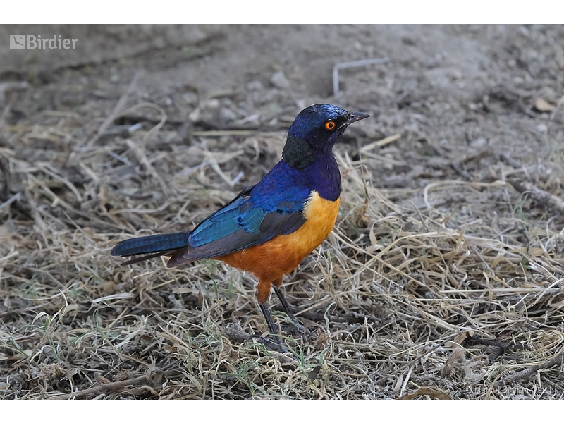 Hildebrandt's Starling